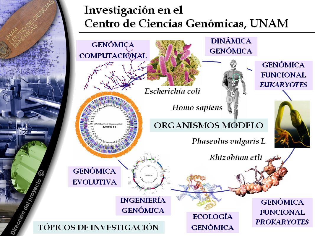 Investigación en el CCG de la UNAM