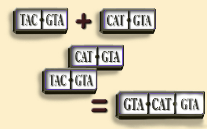 Ensamblaje del DNA